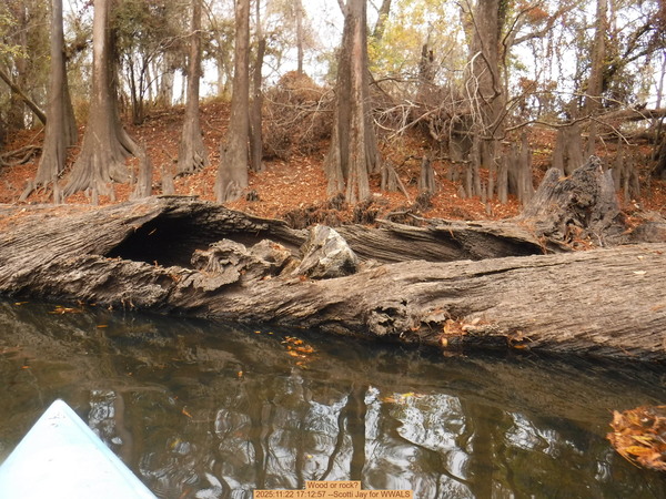 [Wood or rock? 2025:11:22 17:12:57 --Scotti Jay for WWALS]