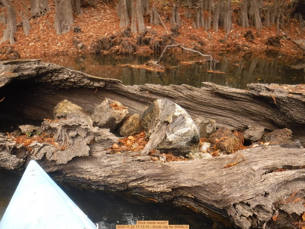 Rock inside wood? 2025:11:22 17:13:10 --Scotti Jay for WWALS