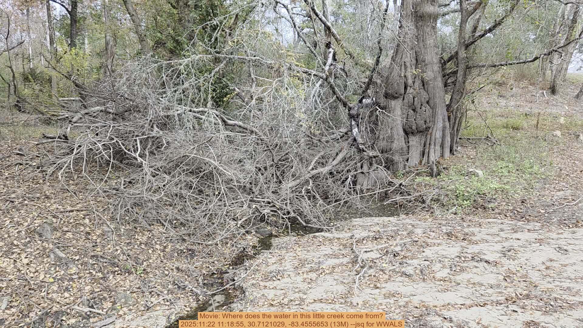 Movie: Where does the water in this little creek come from?, 2025:11:22 11:18:55, 30.7121029, -83.4555653 (13M) --jsq for WWALS