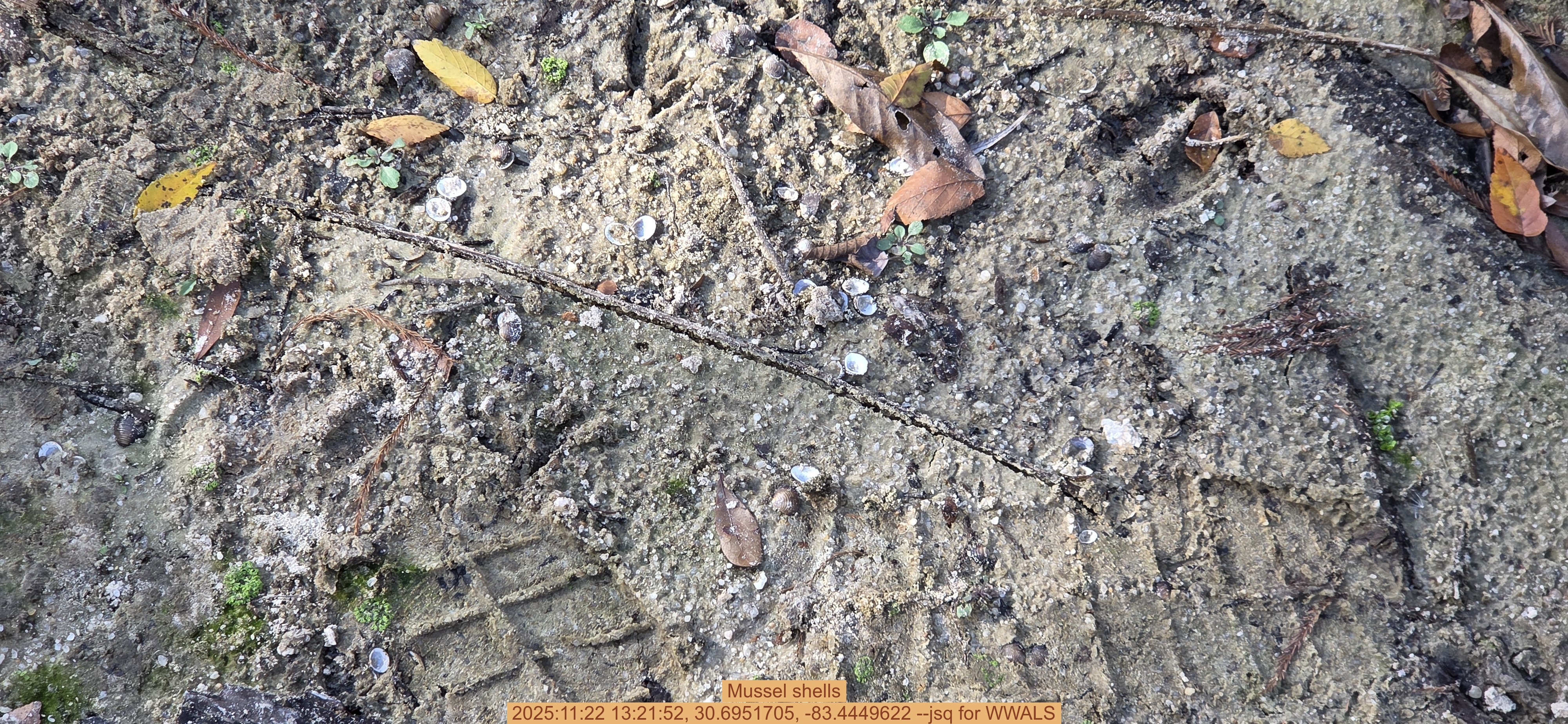 Mussel shells, 2025:11:22 13:21:52, 30.6951705, -83.4449622 --jsq for WWALS