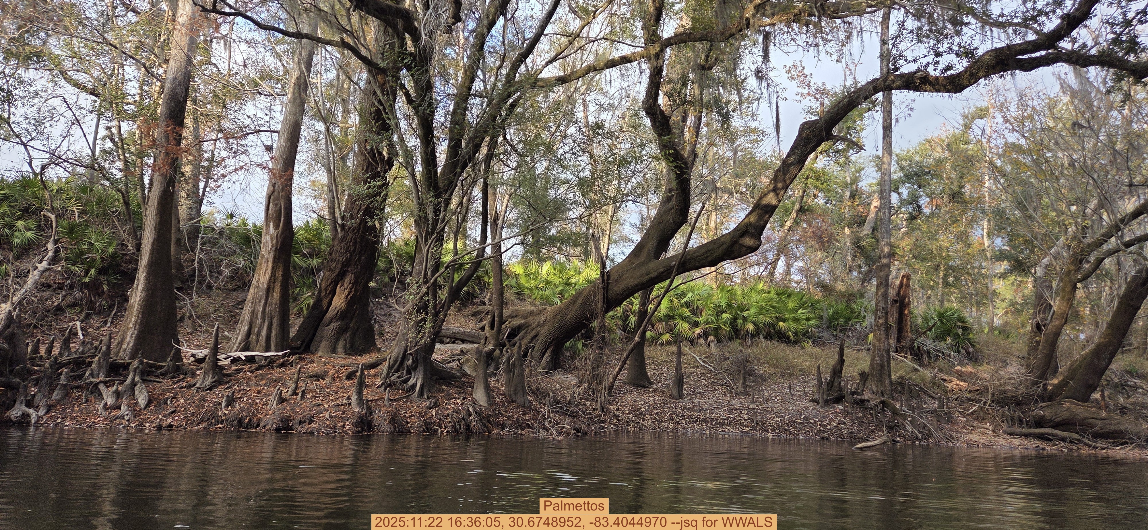 Palmettos, 2025:11:22 16:36:05, 30.6748952, -83.4044970 --jsq for WWALS