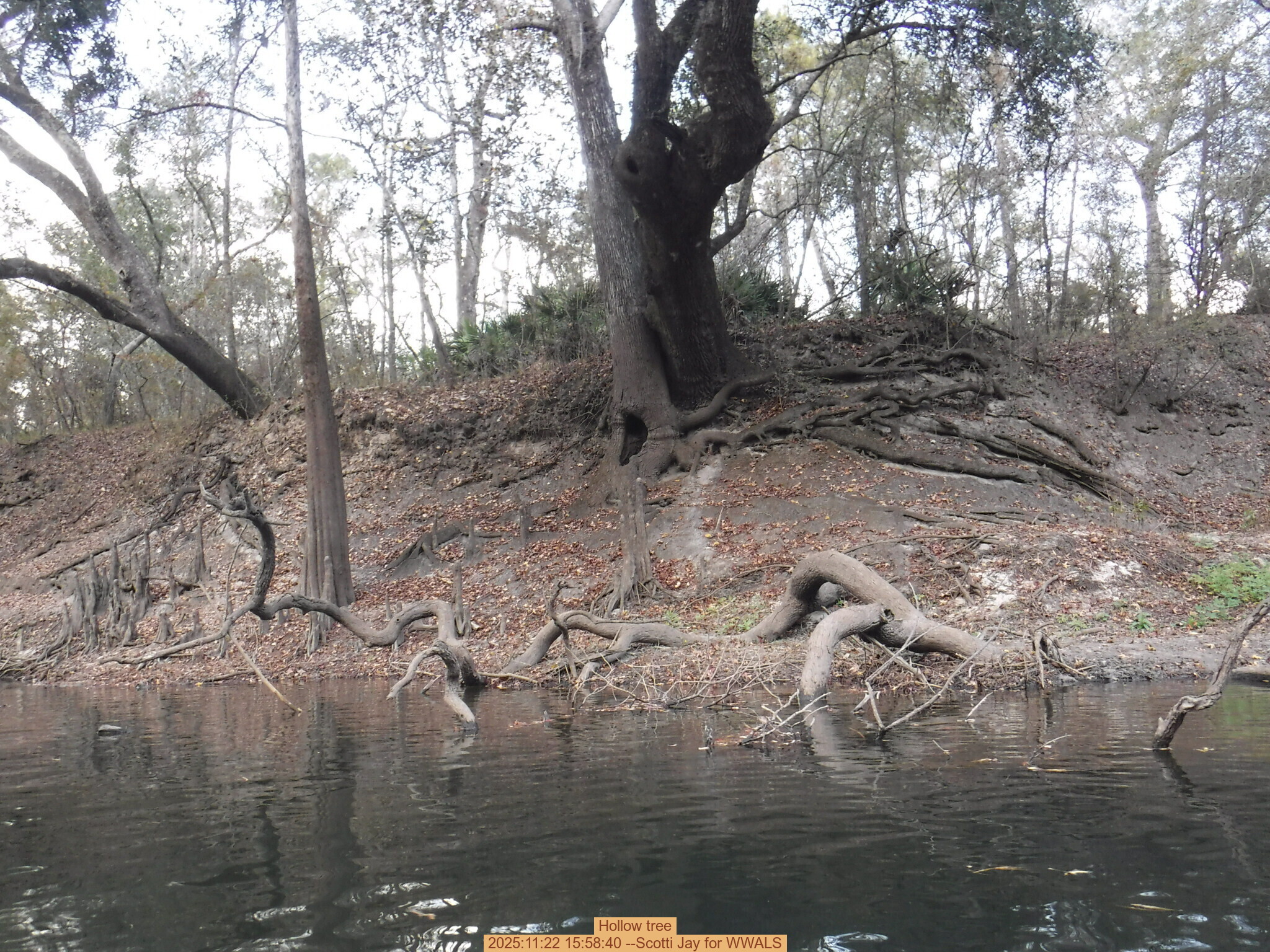 Hollow tree, 2025:11:22 15:58:40 --Scotti Jay for WWALS