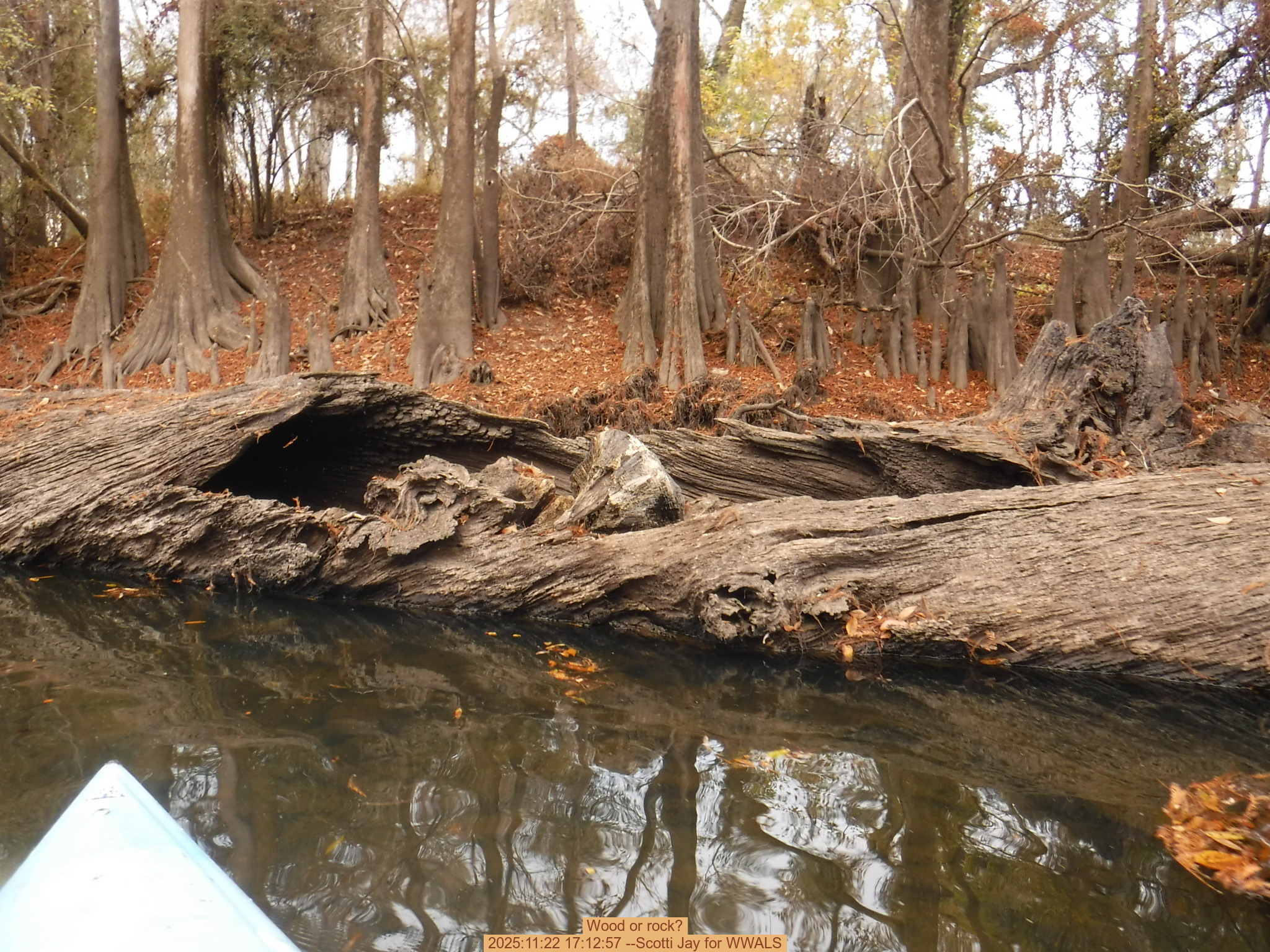 Wood or rock? 2025:11:22 17:12:57 --Scotti Jay for WWALS