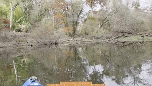 [Movie: Limpkin limping into the woods, 2025:11:22 12:12:36, 30.7020908, -83.4549122 (29M) --jsq for WWALS]