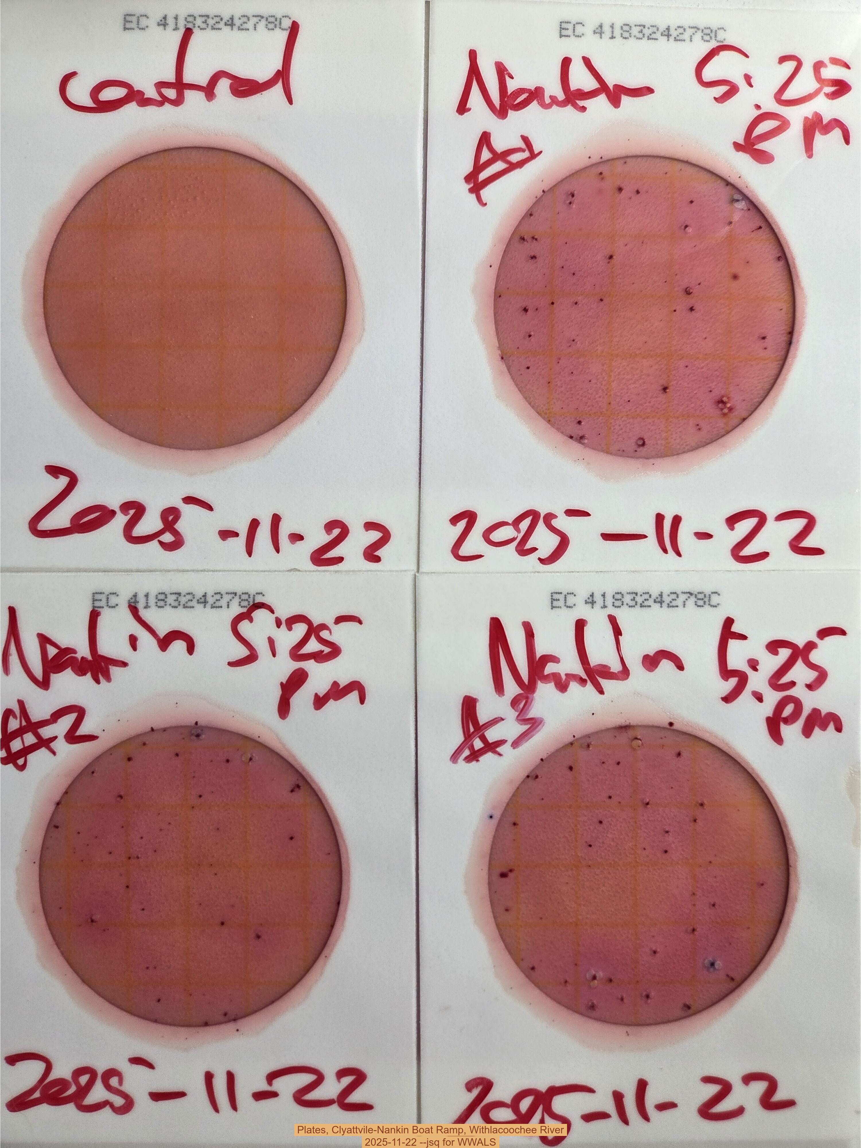 Plates, Clyattvile-Nankin Boat Ramp, Withlacoochee River, 2025-11-22 --jsq for WWALS