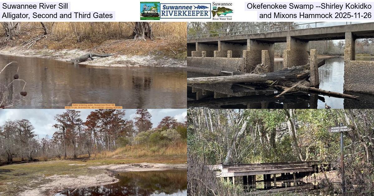 Suwannee River Sill, Okefenokee Swamp --Shirley Kokidko, Alligator, Second and Third Gates, and Mixons Hammock 2025-11-26