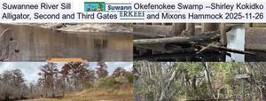 [Suwannee River Sill, Okefenokee Swamp --Shirley Kokidko, Alligator, Second and Third Gates, and Mixons Hammock 2025-11-26]