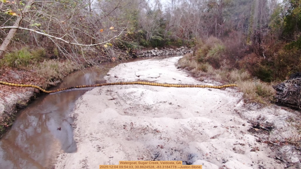 Watergoat, Sugar Creek, Valdosta, GA, 2025:12:04 09:54:03, 30.8624528, -83.3184778 --Juston Stone