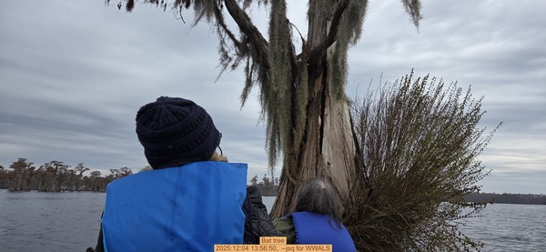 [Bat tree, 2025:12:04 13:56:50, --jsq for WWALS]