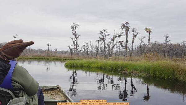 Movie: Flock of White Ibis, 2025:12:04 14:14:41, 31.0235739, -83.1125985 (68M) --jsq for WWALS