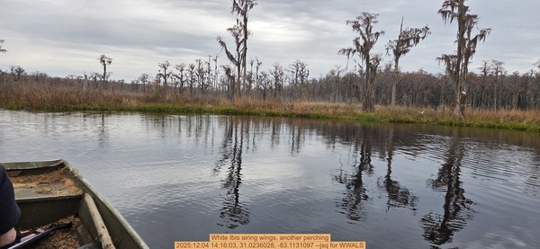 White Ibis airing wings, another perching, 2025:12:04 14:16:03, 31.0236028, -83.1131097 --jsq for WWALS