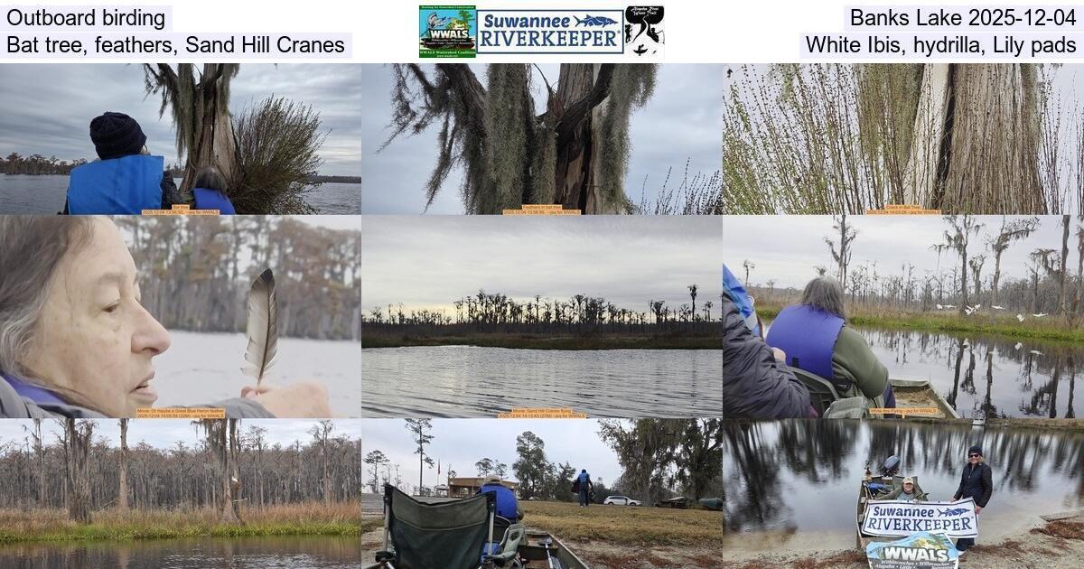 Outboard birding, Banks Lake 2025-12-04, Bat tree, feathers, Sand Hill Cranes, White Ibis, hydrilla, Lily pads