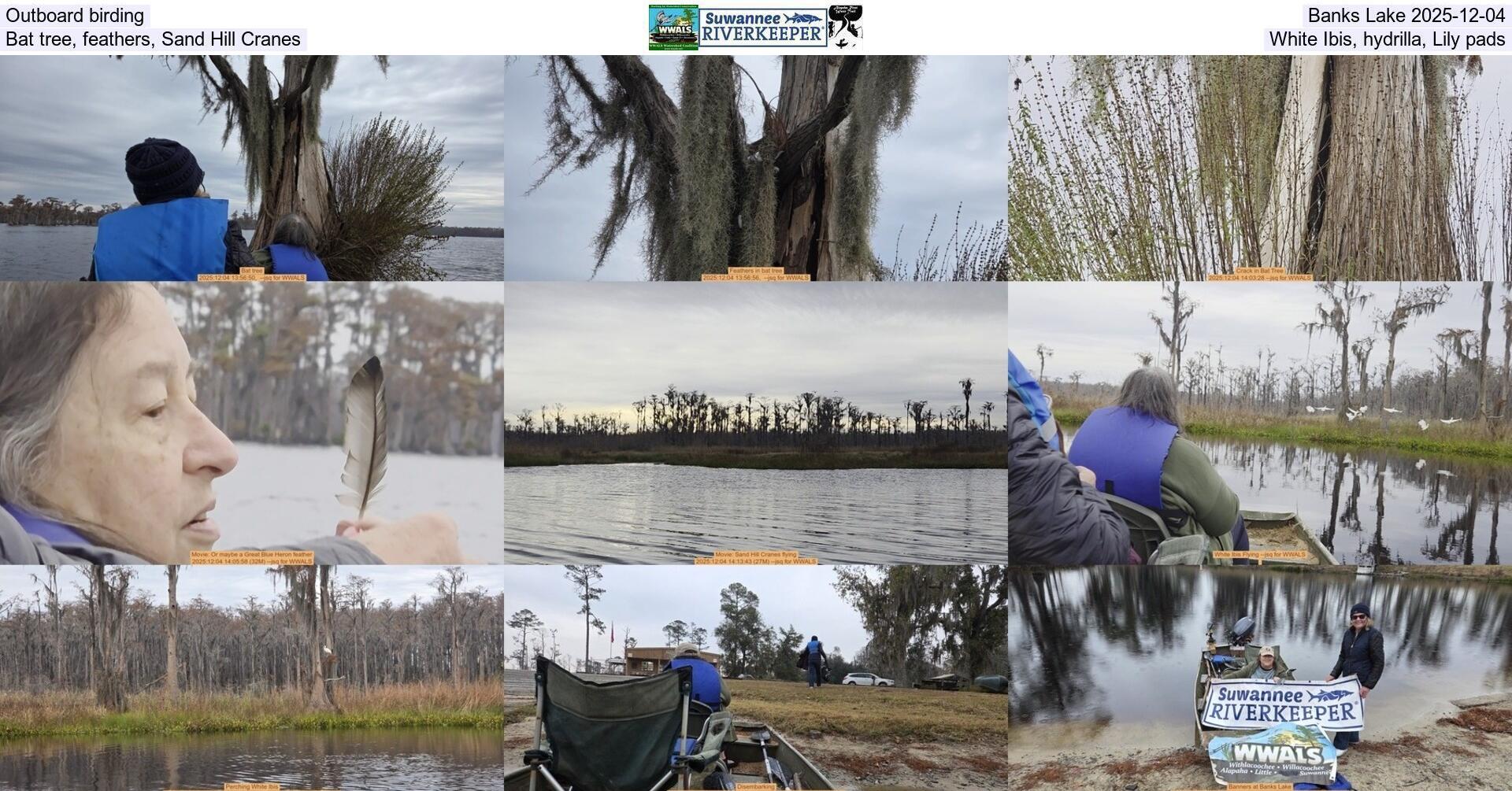 Outboard birding, Banks Lake 2025-12-04, Bat tree, feathers, Sand Hill Cranes, White Ibis, hydrilla, Lily pads