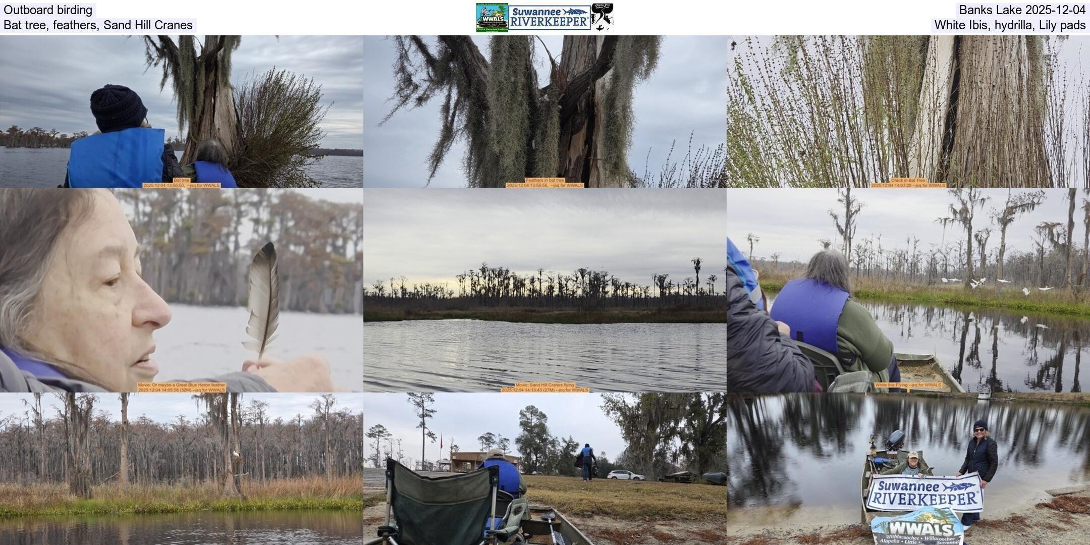 Outboard birding, Banks Lake 2025-12-04, Bat tree, feathers, Sand Hill Cranes, White Ibis, hydrilla, Lily pads