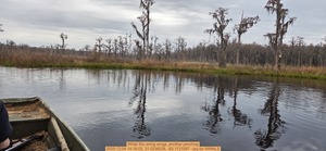 [White Ibis airing wings, another perching, 2025:12:04 14:16:03, 31.0236028, -83.1131097 --jsq for WWALS]