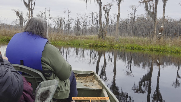 White Ibis Perching --jsq for WWALS