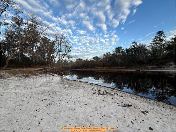 Downstream, Naylor Park Beach, Alapaha River @ US 84 2025-12-04 --Kim Tanner for WWALS