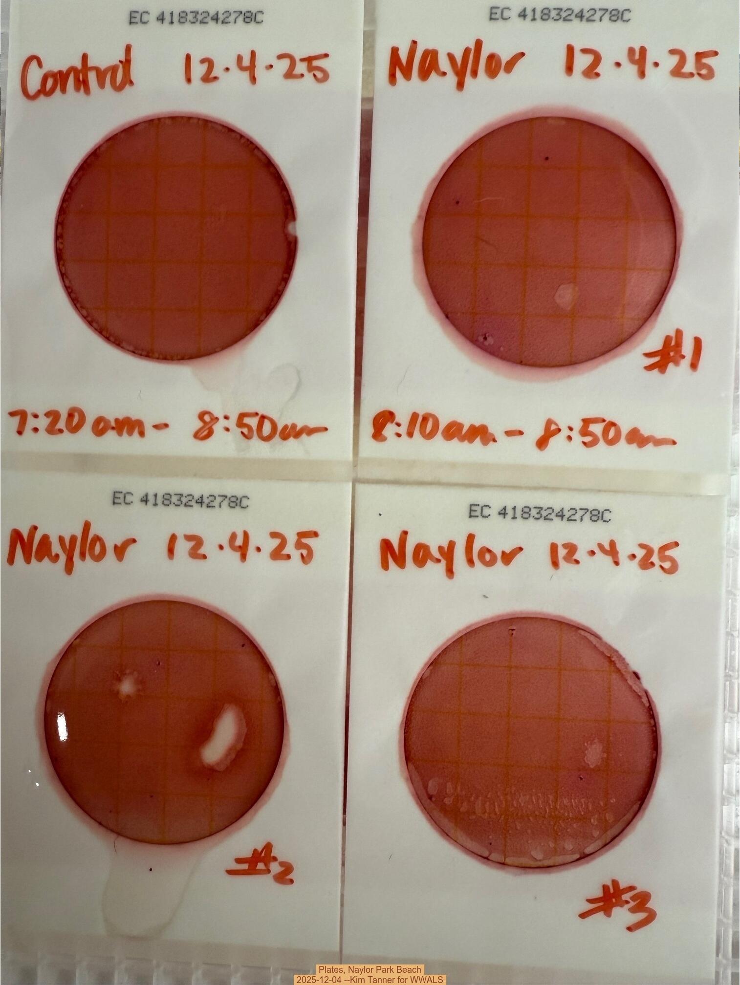 Plates, Naylor Park Beach 2025-12-04 --Kim Tanner for WWALS