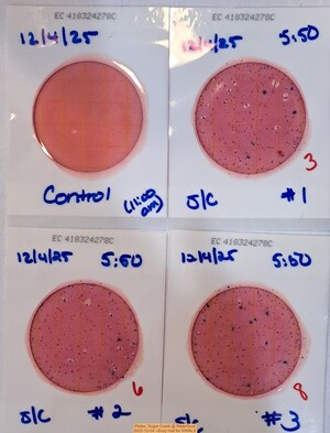 [Plates, Sugar Creek @ WaterGoat 2025-12-04 --Suzy Hall for WWALS]