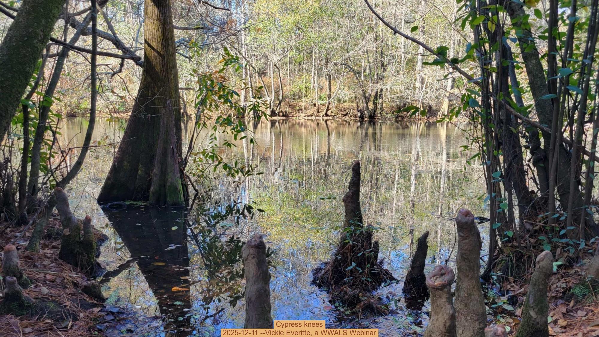 Cypress knees, 2025-12-11 --Vickie Everitte, a WWALS Webinar