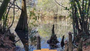 [Cypress knees, 2025-12-11 --Vickie Everitte, a WWALS Webinar]