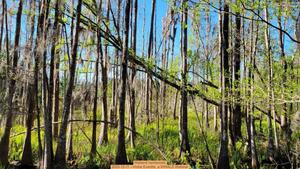 [Wetland hardwoods, 2025-12-11 --Vickie Everitte, a WWALS Webinar]