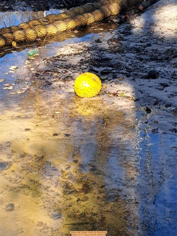 Yellow ball, Sugar Creek @ WaterGoat 2025-12-11 --Suzy Hall for WWALS