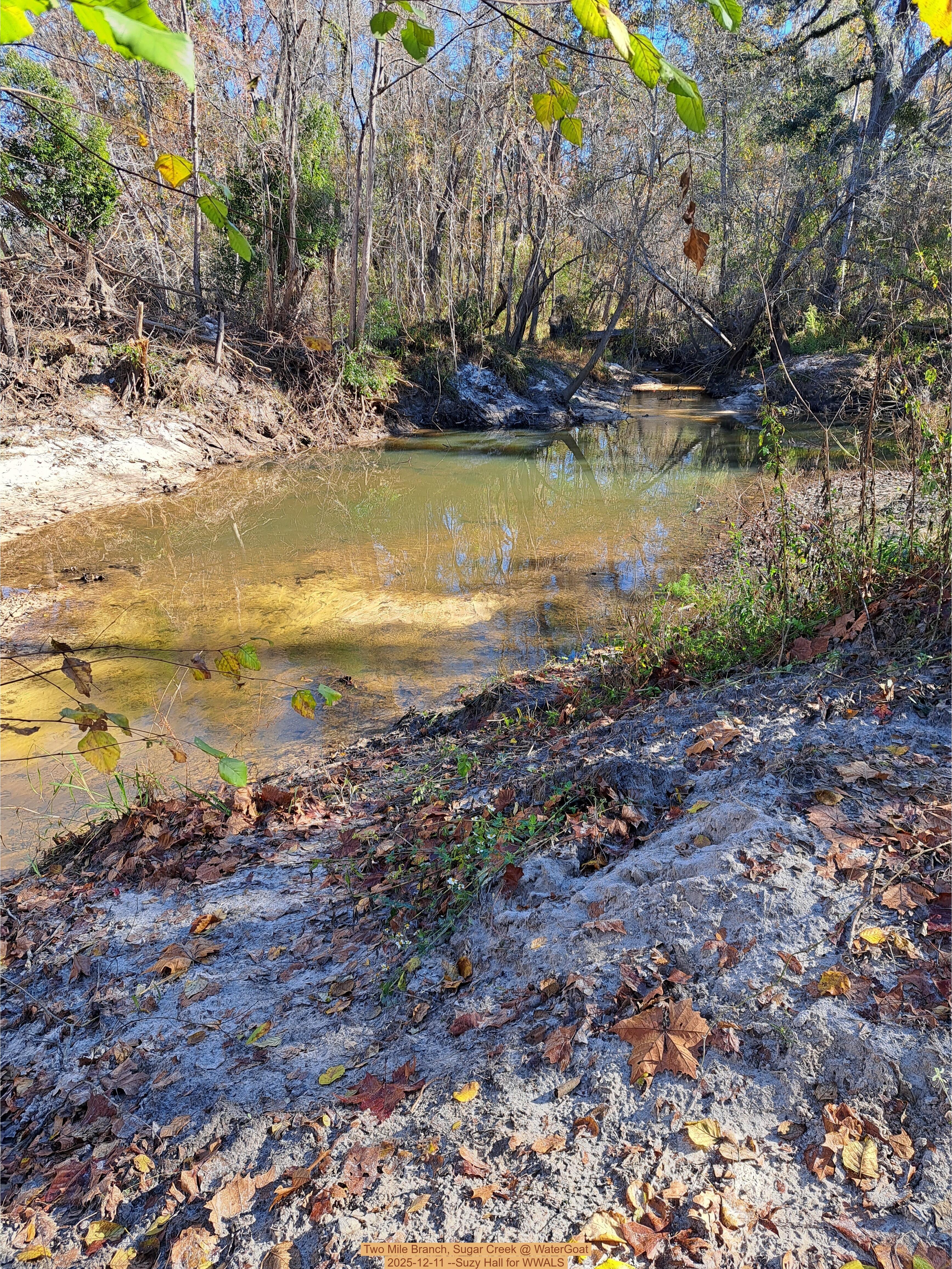 Two Mile Branch, Sugar Creek @ WaterGoat 2025-12-11 --Suzy Hall for WWALS