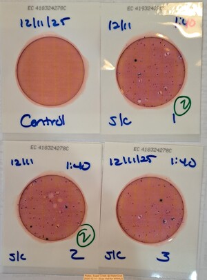 [Plates, Sugar Creek @ WaterGoat 2025-12-11 --Suzy Hall for WWALS]