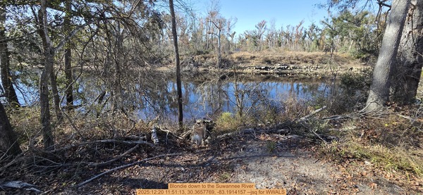 [Blondie down to the Suwannee River, 2025:12:20 11:51:13, 30.3657769, -83.1914157 --jsq for WWALS]