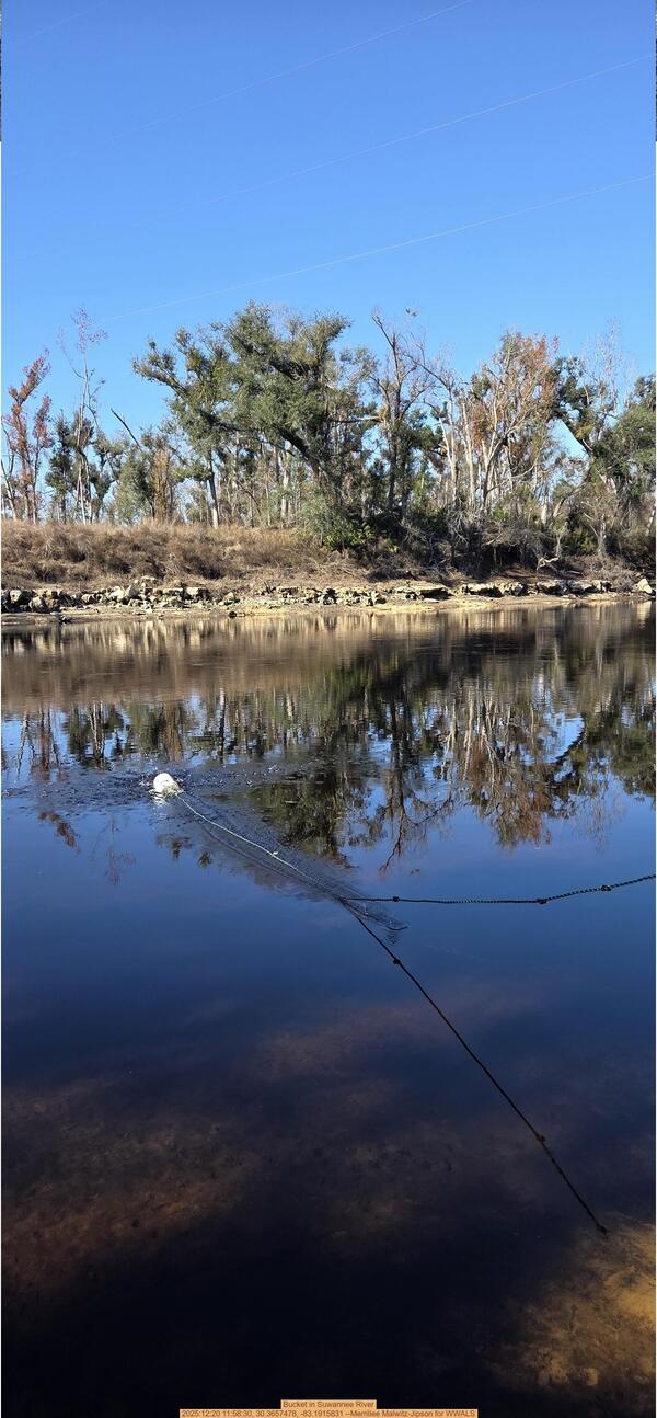 Bucket in Suwannee River, 2025:12:20 11:58:30, 30.3657478, -83.1915831 --Merrillee Malwitz-Jipson for WWALS