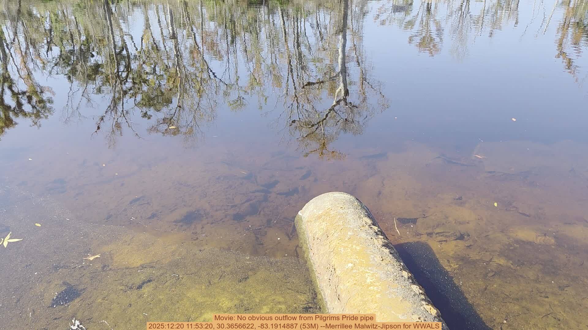 Movie: No obvious outflow from Pilgrims Pride pipe, 2025:12:20 11:53:20, 30.3656622, -83.1914887 (53M) --Merrillee Malwitz-Jipson for WWALS