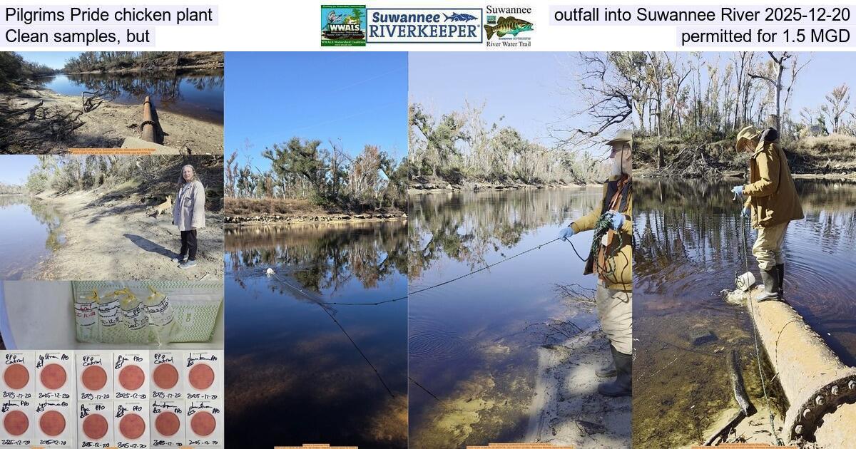 Pilgrims Pride chicken plant outfall into Suwannee River 2025-12-20, Clean samples, but permitted for 1.5 MGD