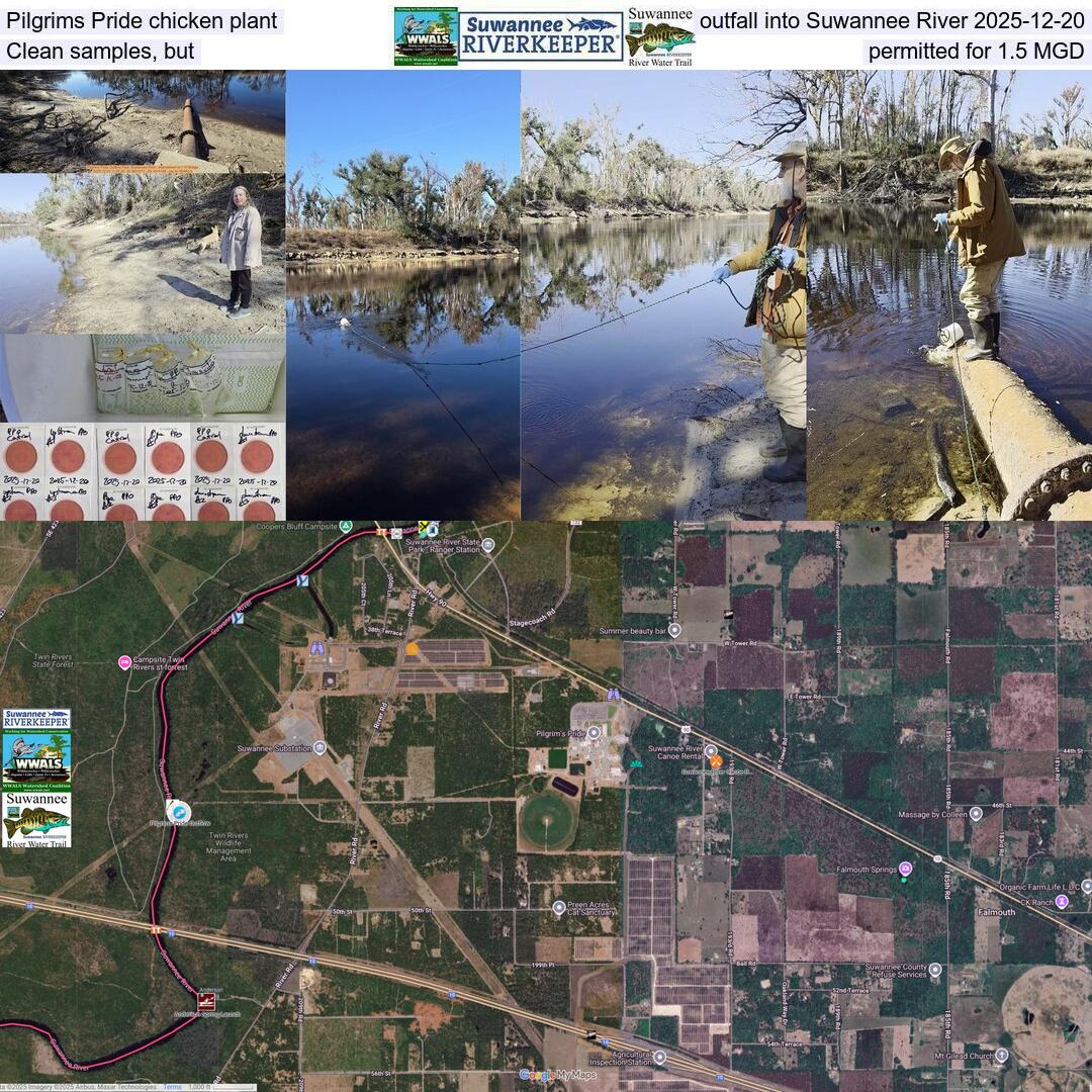 Pilgrims Pride chicken plant outfall into Suwannee River 2025-12-20, Clean samples, but permitted for 1.5 MGD