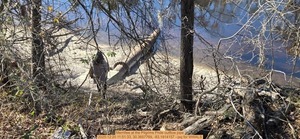 [Merrillee at the Pilgrims Pride outflow pipe, 2025:12:20 11:51:33, 30.3657769, -83.1914157 --jsq for WWALS]