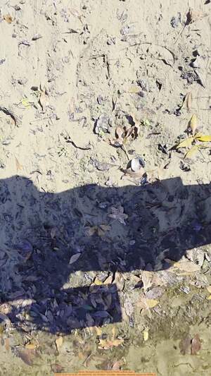 [Movie: Mussels near the Pilgrims Pride outflow pipe, 2025:12:20 12:12:30, 30.3657478, -83.1915831 (10.0M) --Merrillee Malwitz-Jipson for WWALS]