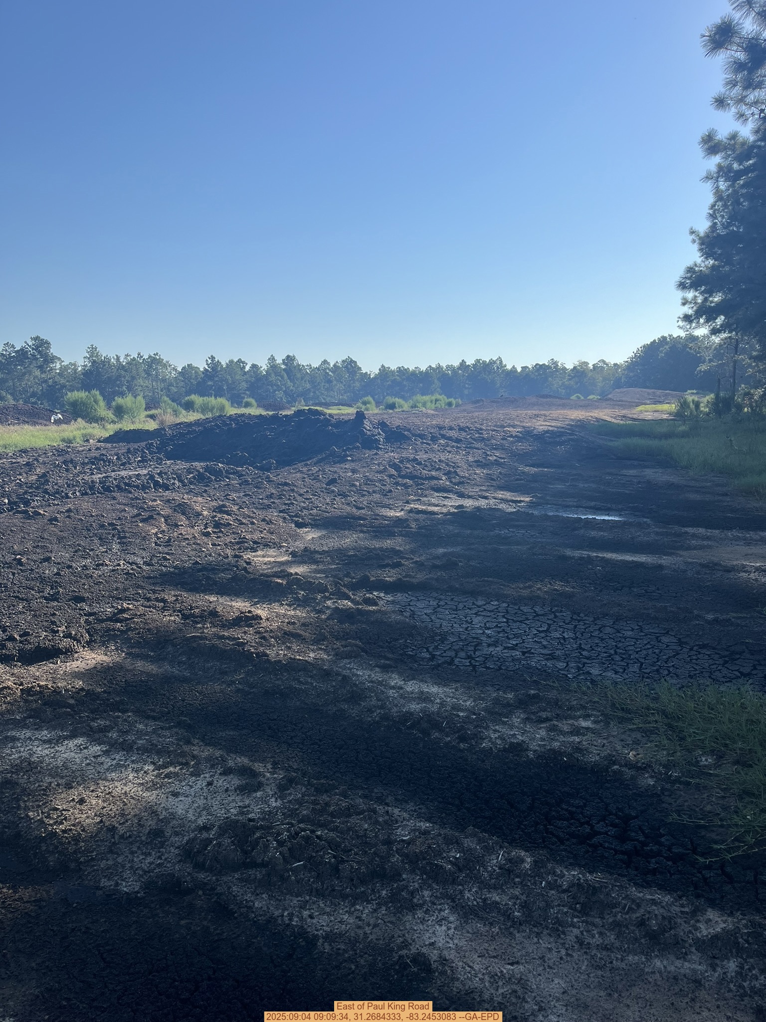 East of Paul King Road, 2025:09:04 09:09:34, 31.2684333, -83.2453083 --GA-EPD
