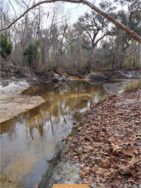 Two Mile Branch, Sugar Creek @ WaterGoat 2025-12-30, 2025-12-30 --Suzy Hall for WWALS