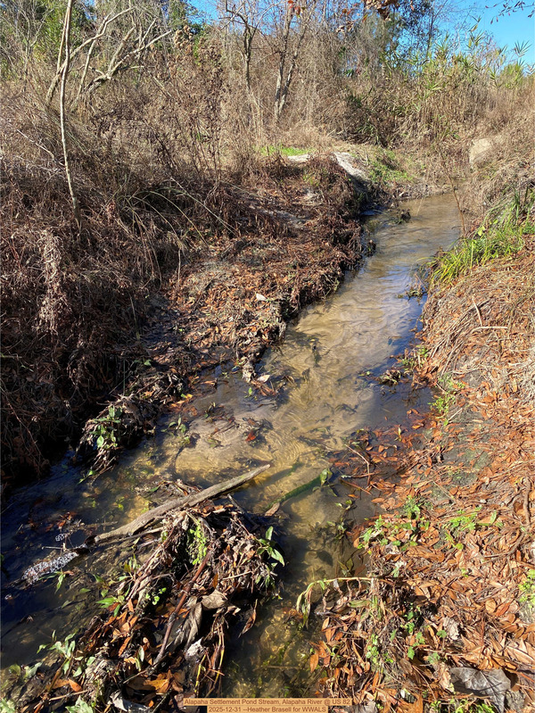 [Alapaha Settlement Pond Stream, Alapaha River @ US 82 2025-12-31 --Heather Brasell for WWALS]