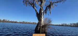 [Bat tree with boaters beyond, 2026-01-01 --jsq for WWALS]