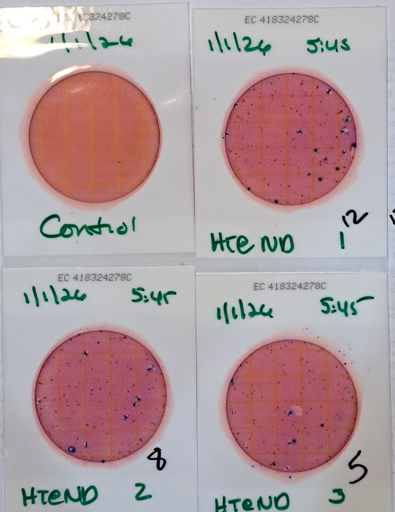 Plates, Hightower Creek at Norman Drive 2026-01-01 --Suzy Hall for WWALS
