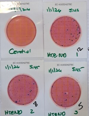 [Plates, Hightower Creek at Norman Drive 2026-01-01 --Suzy Hall for WWALS]