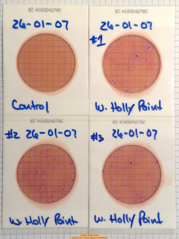 Plates, Holly Point 2026-01-07 --Russ Tatum for WWALS
