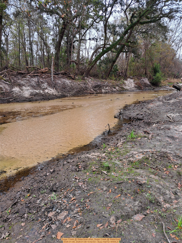 Upstream, Sugar Creek @ WaterGoat 2026-01-08, 2026:01:08 10:42:53 --Suzy Hall for WWALS