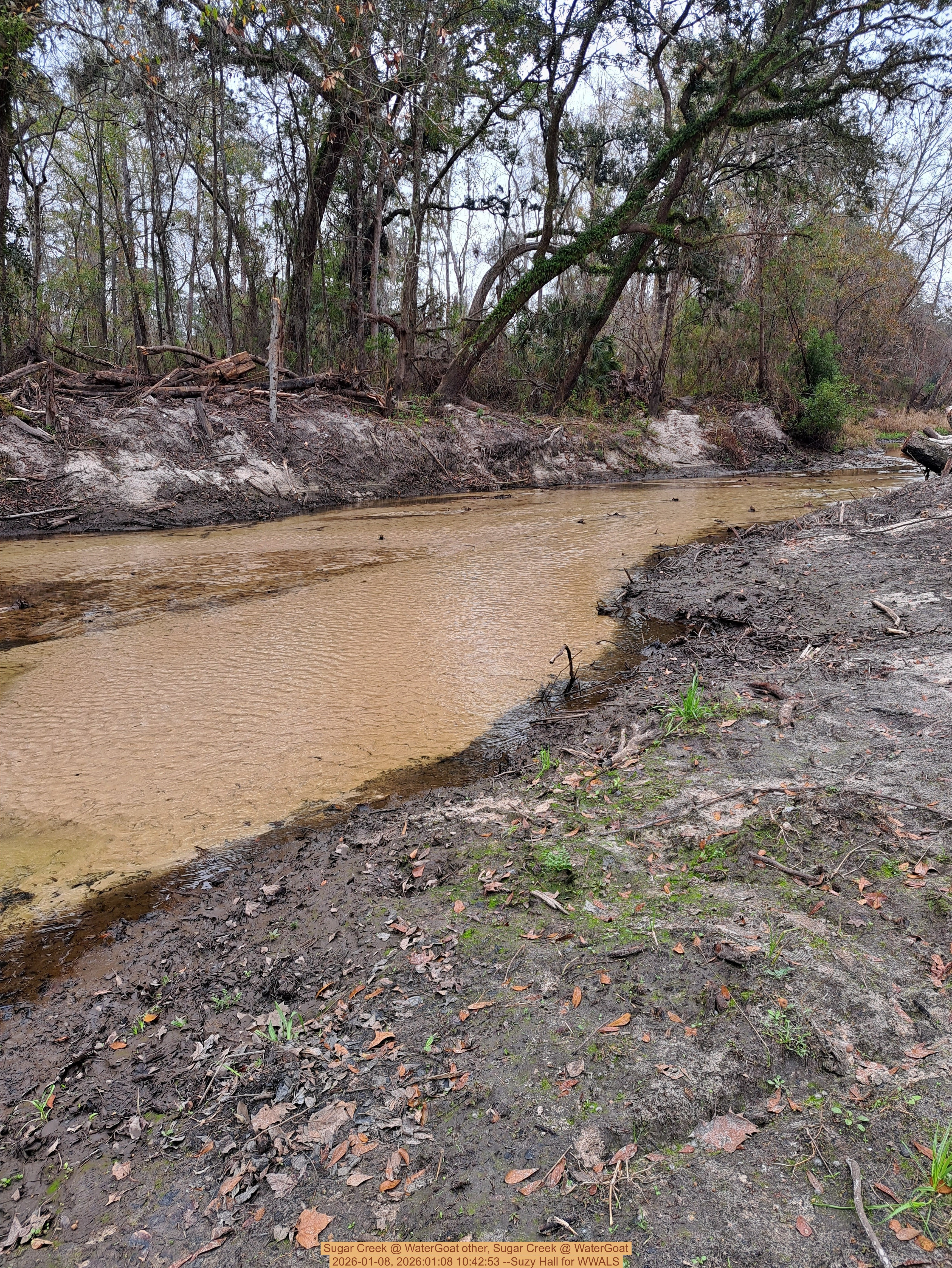 Upstream, Sugar Creek @ WaterGoat 2026-01-08, 2026:01:08 10:42:53 --Suzy Hall for WWALS