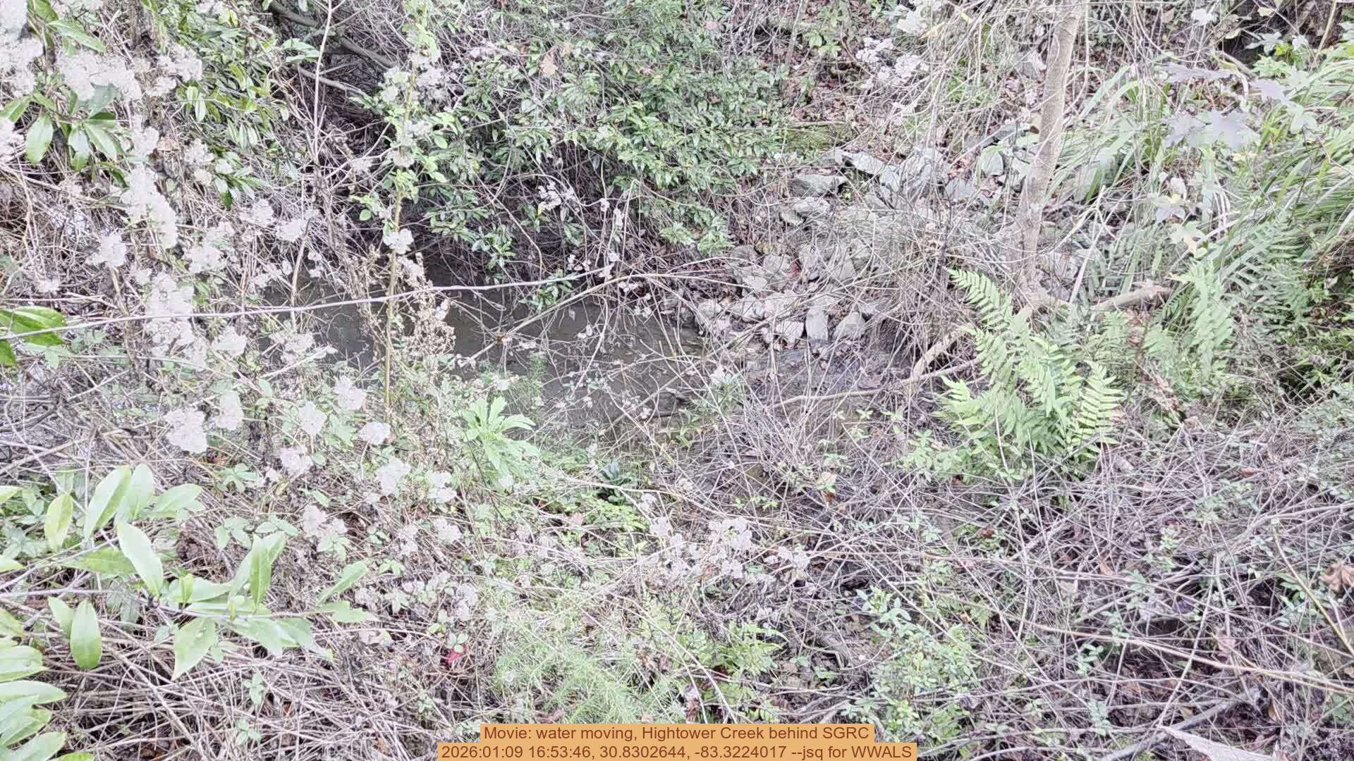 Movie: water moving, Hightower Creek behind SGRC, 2026:01:09 16:53:46, 30.8302644, -83.3224017 --jsq for WWALS