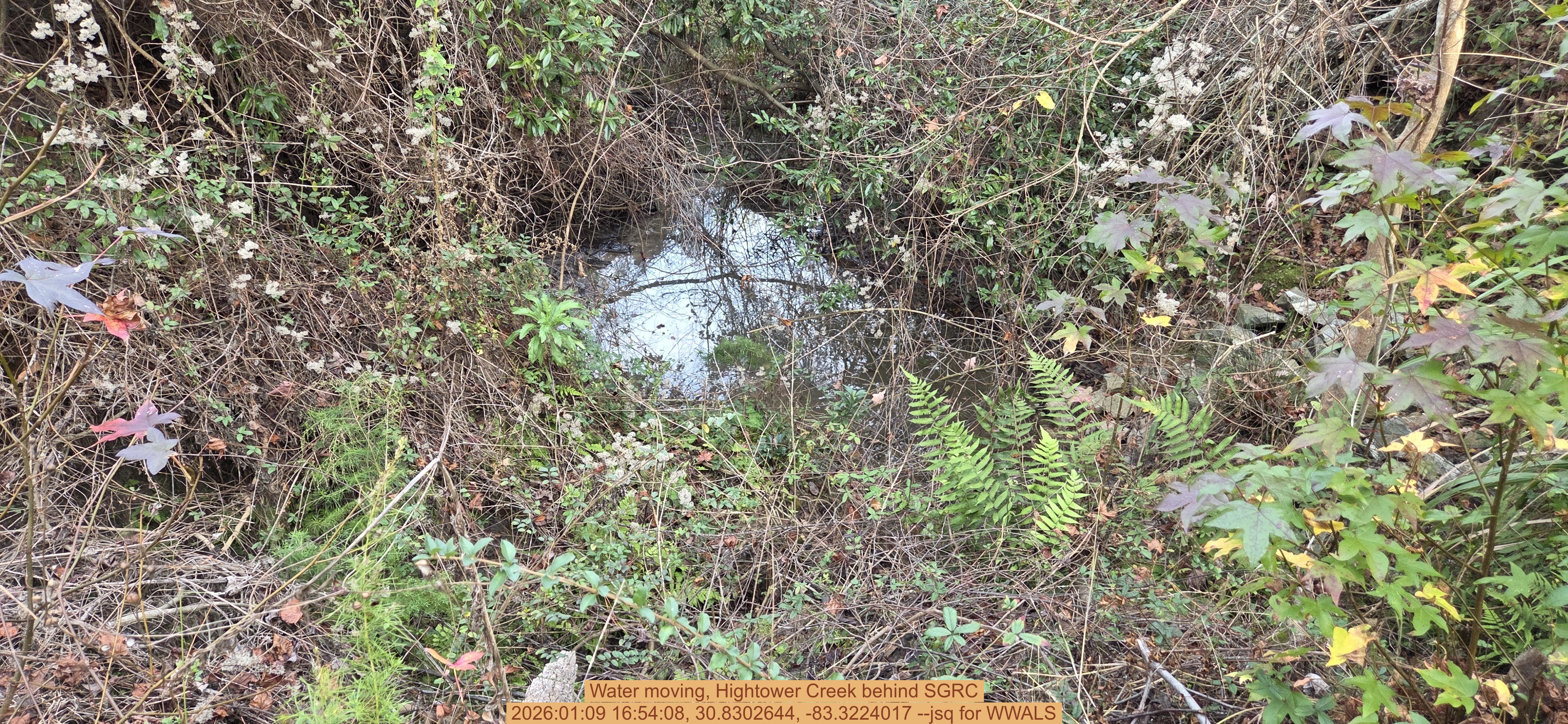 Water moving, Hightower Creek behind SGRC, 2026:01:09 16:54:08, 30.8302644, -83.3224017 --jsq for WWALS