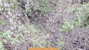 [Movie: water moving, Hightower Creek behind SGRC, 2026:01:09 16:53:46, 30.8302644, -83.3224017 --jsq for WWALS]