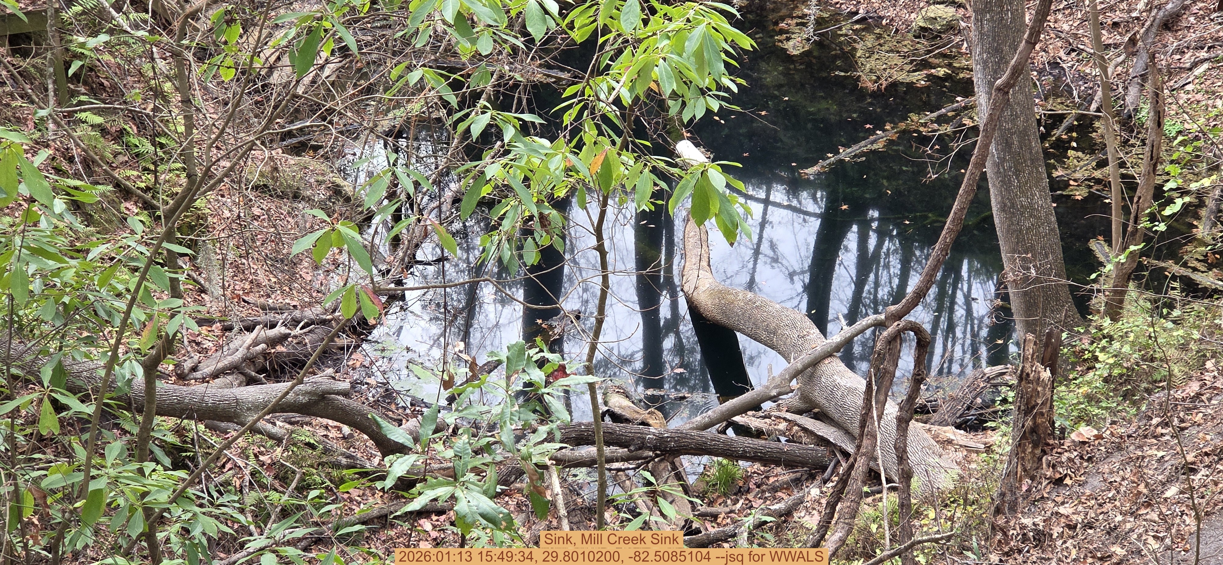 Sink, Mill Creek Sink, 2026:01:13 15:49:34, 29.8010200, -82.5085104 --jsq for WWALS