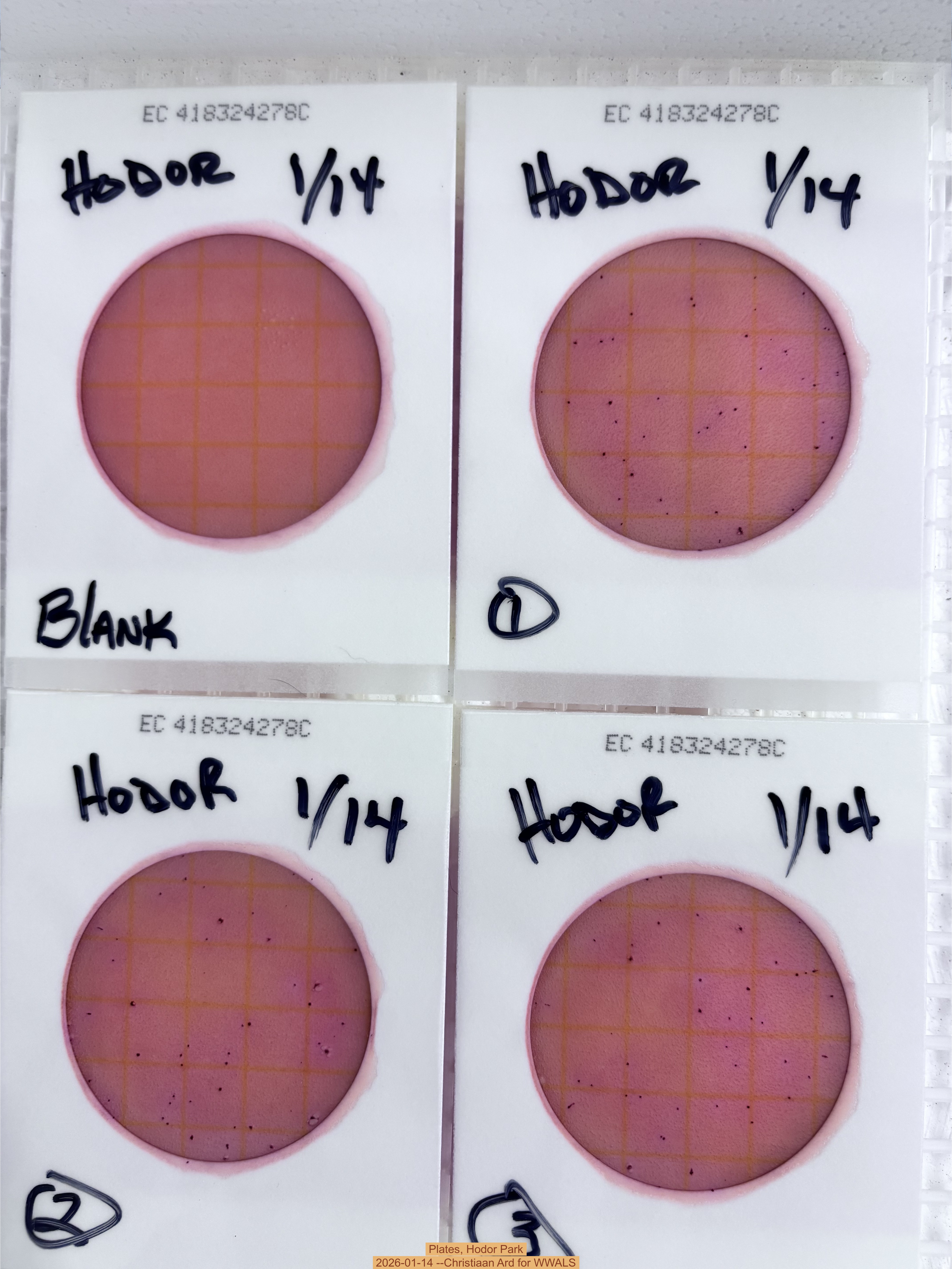 Plates, Hodor Park 2026-01-14 --Christiaan Ard for WWALS